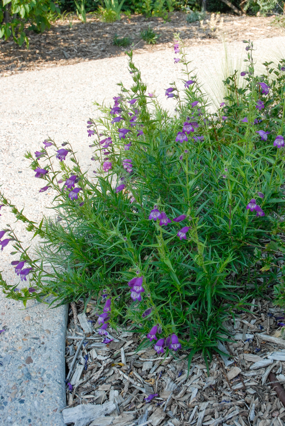 Pikes Peak Purple Penstemon